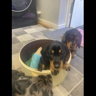 Dachshund (Smooth Haired) - Both