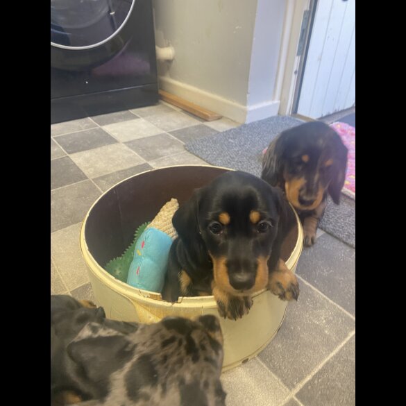 Dachshund (Smooth Haired) - Both