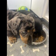 Dachshund (Smooth Haired) - Both