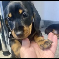 Dachshund (Smooth Haired) - Both