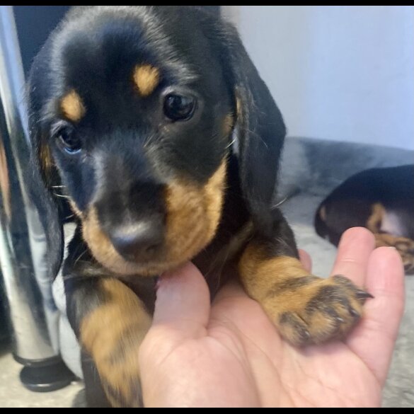 Dachshund (Smooth Haired) - Both