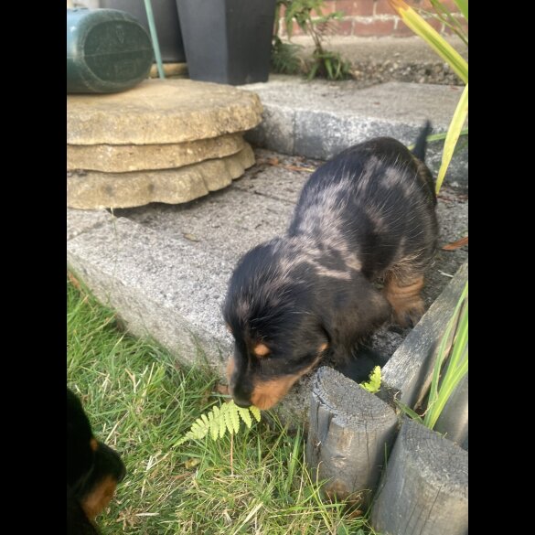 Dachshund (Smooth Haired) - Both