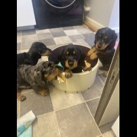 Dachshund (Smooth Haired) - Both