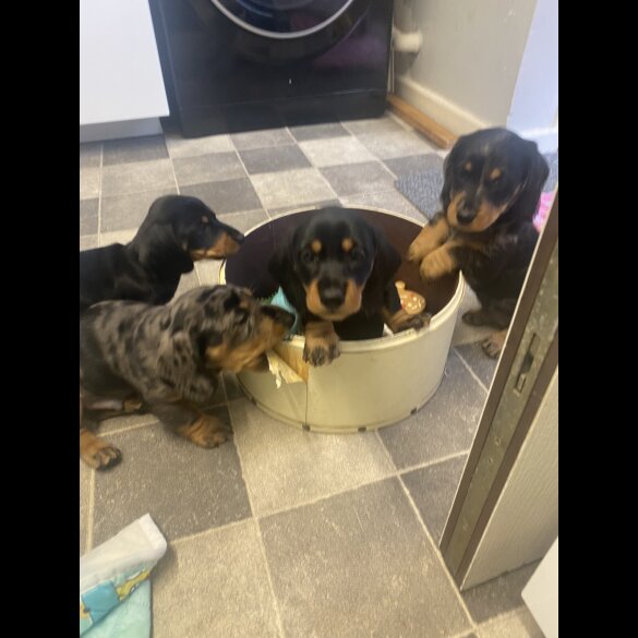 Dachshund (Smooth Haired) - Both