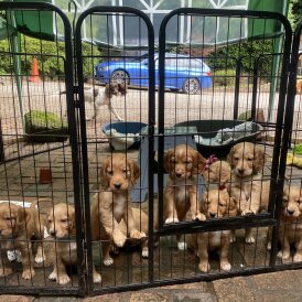 Cocker Spaniel (Show) - Both