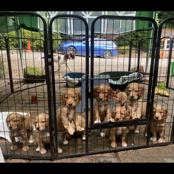 Cocker Spaniel (Show) - Both