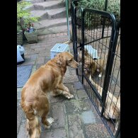 Cocker Spaniel (Show) - Both