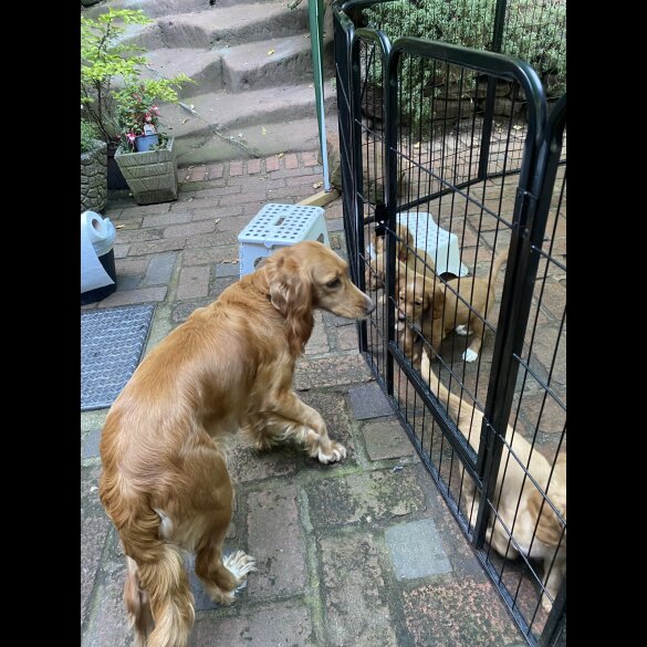 Cocker Spaniel (Show) - Both