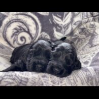 Cocker Spaniel (Show) - Dogs