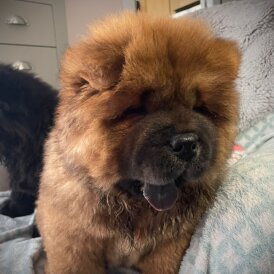 Chow Chow - Dogs