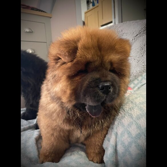 Chow Chow - Dogs