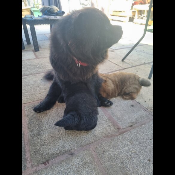 Chow Chow - Dogs