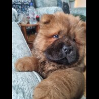 Chow Chow - Dogs