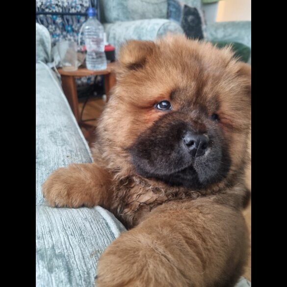 Chow Chow - Dogs