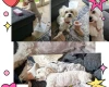 Miniature Poodle