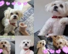 Miniature Poodle
