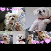 Miniature Poodle