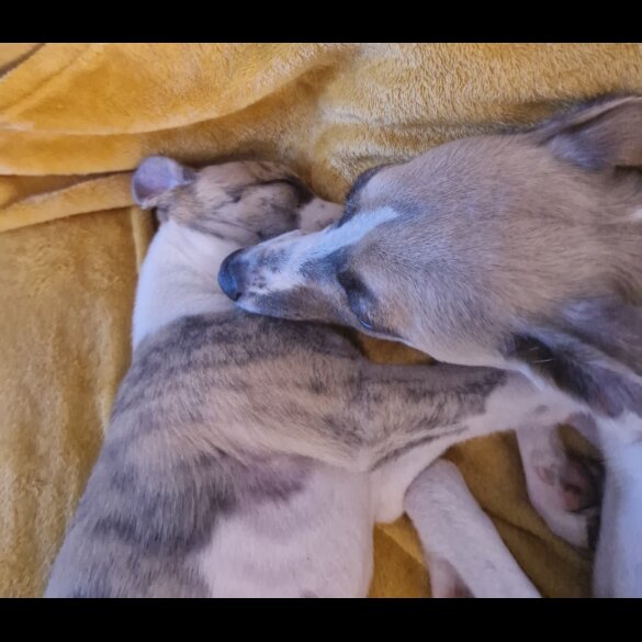 Whippet - Both