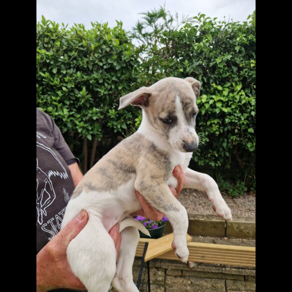 Whippet - Both