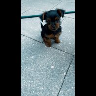 Yorkshire Terrier - Dogs