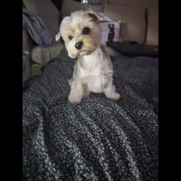 Yorkshire Terrier - Both