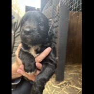 Border Collie - Dogs