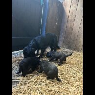 Border Collie - Dogs