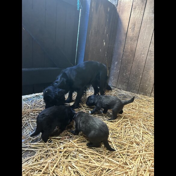 Border Collie - Dogs