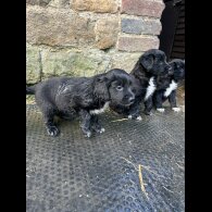 Border Collie - Dogs