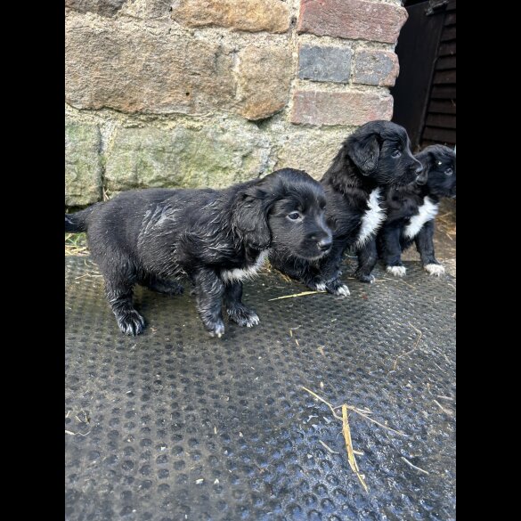 Border Collie - Dogs