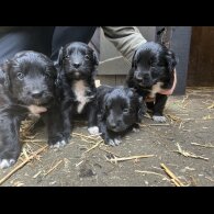 Border Collie - Dogs