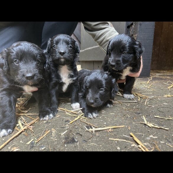Border Collie - Dogs