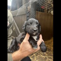 Border Collie - Dogs