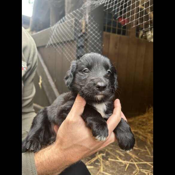 Border Collie - Dogs