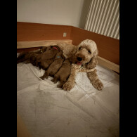 Cockapoo