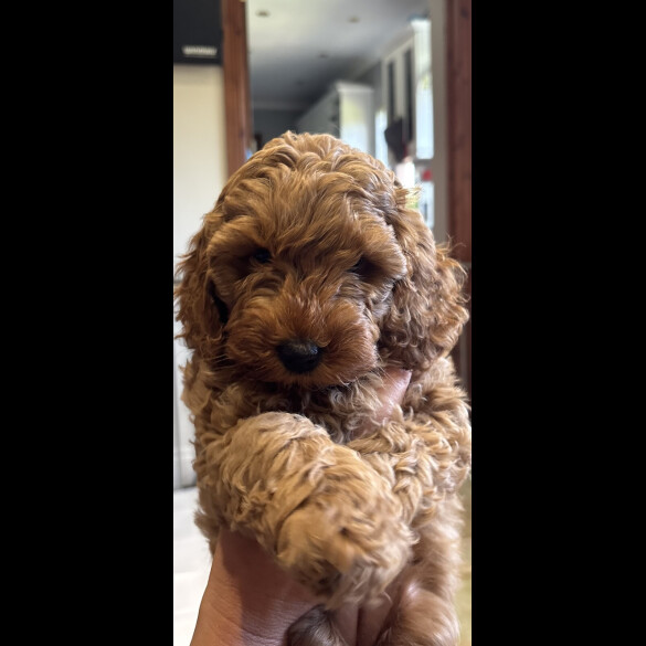 Cockapoo
