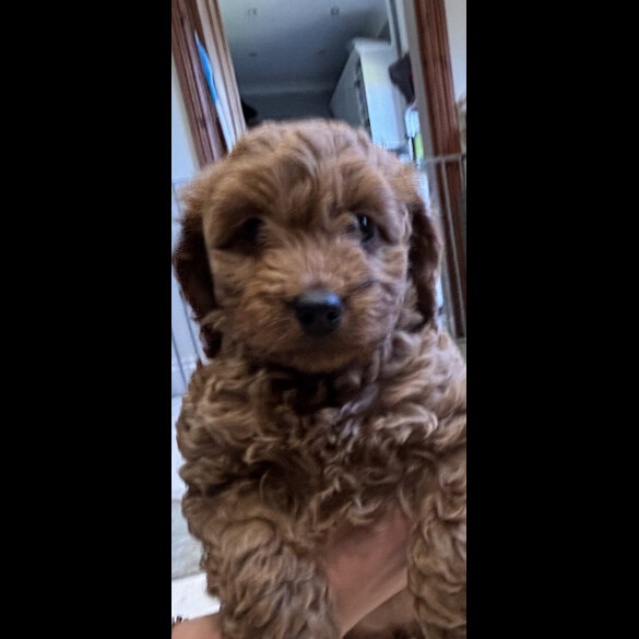 Cockapoo