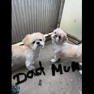 Shih Tzu
