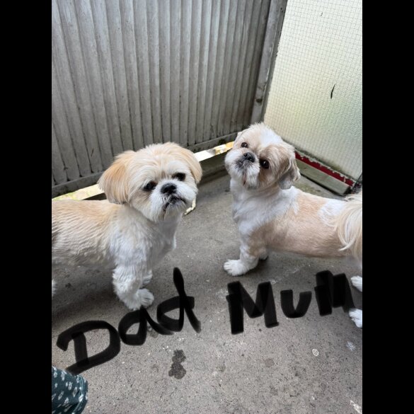 Shih Tzu