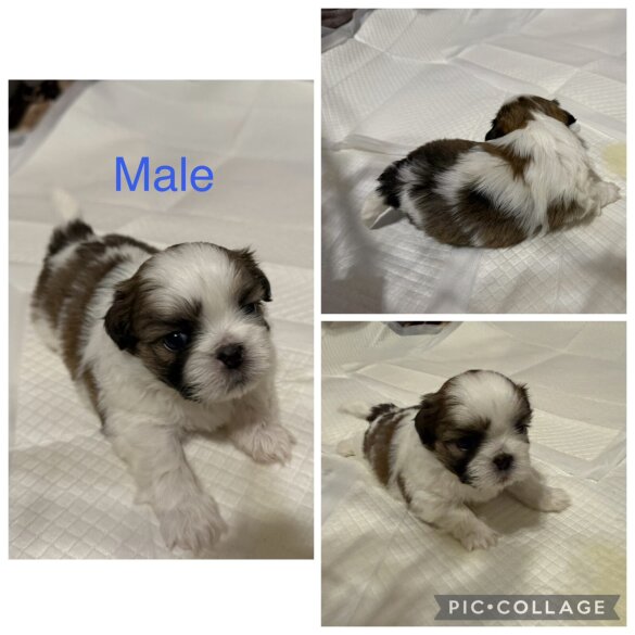 Shih Tzu