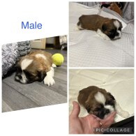 Shih Tzu