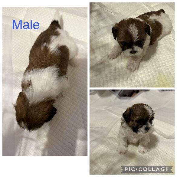 Shih Tzu