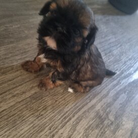 Shih Tzu