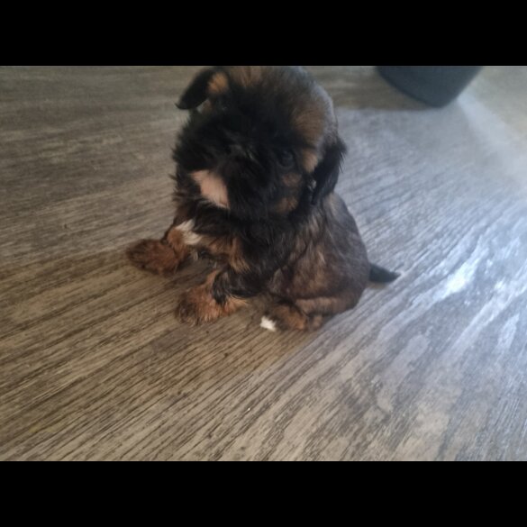 Shih Tzu