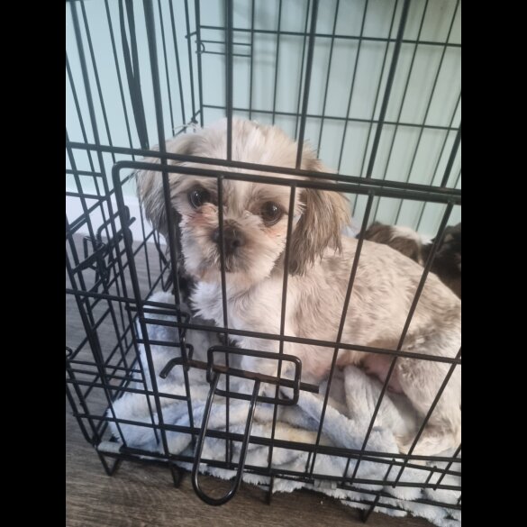 Shih Tzu