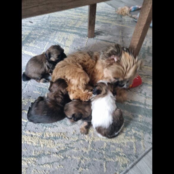 Shih Tzu