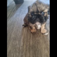 Shih Tzu