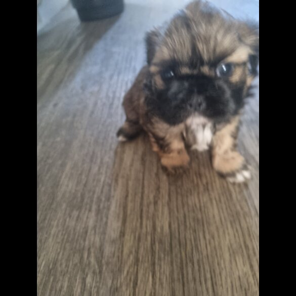 Shih Tzu