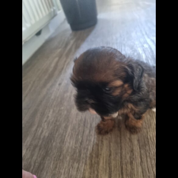 Shih Tzu
