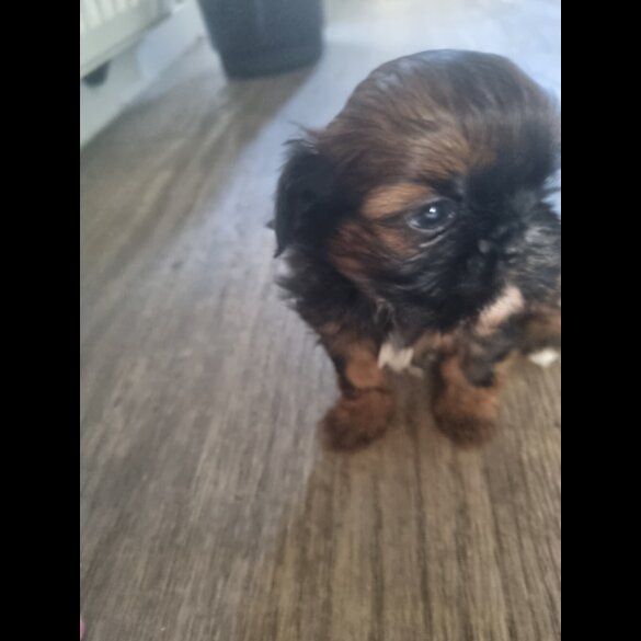 Shih Tzu